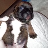 フレンチブルドッグ