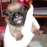 フレンチブルドッグ