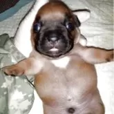 フレンチブルドッグ【福岡県・男の子・2025年11月29日・レッドフォーン】の写真1