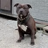 アメリカンピットブルテリア【福岡県・女の子・2024年7月29日・ブラウン】の写真2