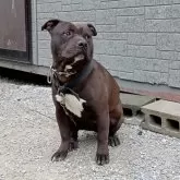 アメリカンピットブルテリア【福岡県・女の子・2024年7月29日・ブラウン】の写真3