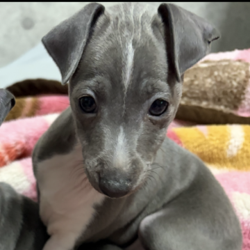 イタリアングレーハウンド【埼玉県・女の子・2025年10月20日・ブルーホワイト】の写真「美しいお顔の甘えん坊ちゃん♡」