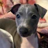 イタリアングレーハウンド