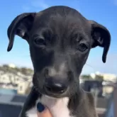 イタリアングレーハウンド【埼玉県・男の子・2024年9月25日・シール&ホワイト】の写真1「JAPANランキングNo.1の息子です！」