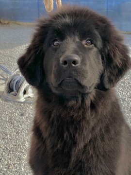 ニューファンドランド【静岡県・女の子・2020年7月11日・ブラック】の写真「優良血統、健康面に関しては全く問題ありません。」
