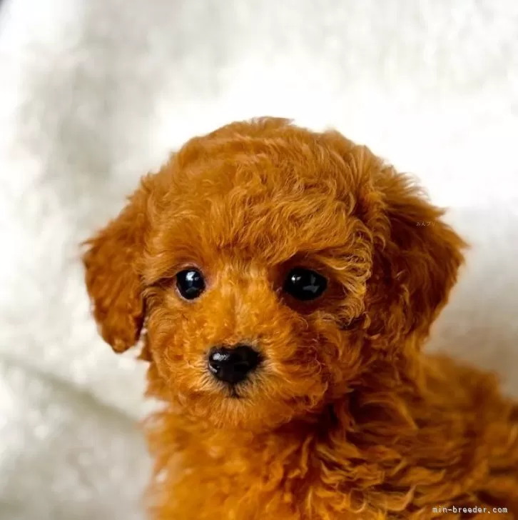 ID:2412-05290の子犬
