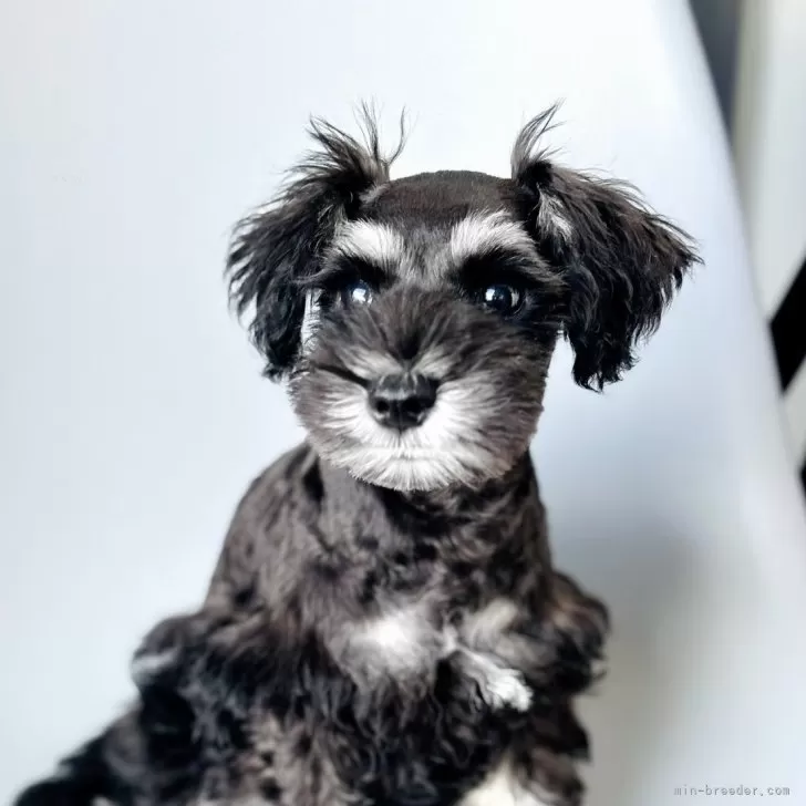 ID：2507-05568の子犬