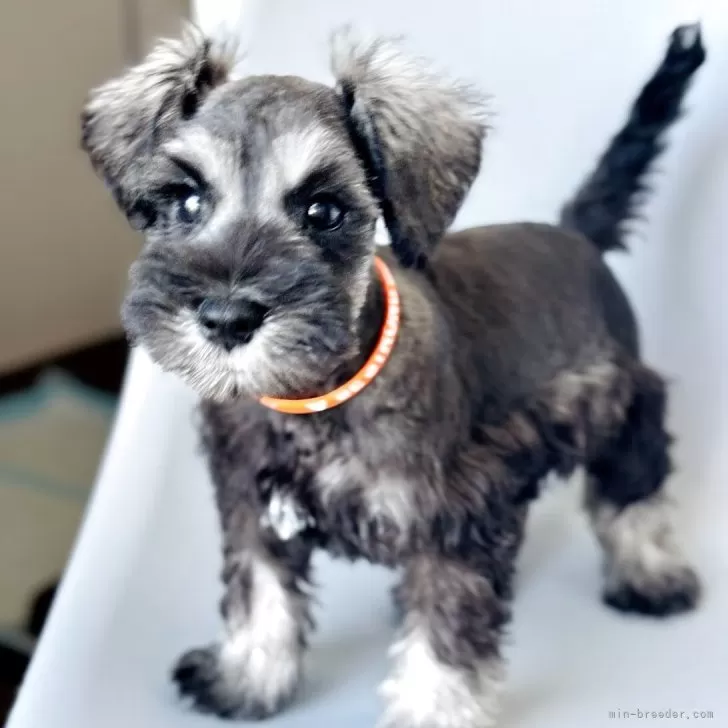 ID:2506-08244の子犬
