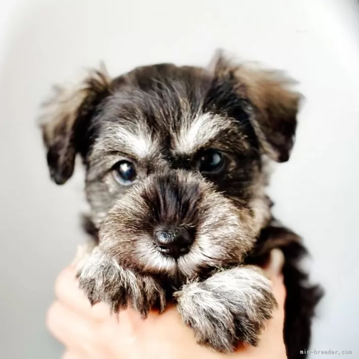 ID：2503-06074の子犬