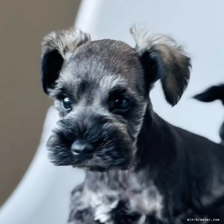 ID:2501-02340の子犬