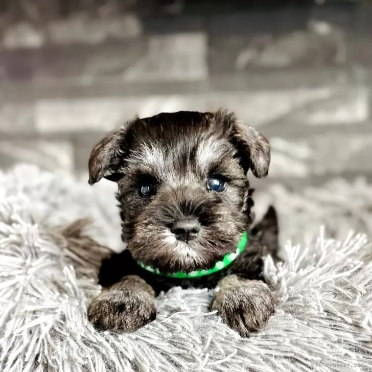 ID：2511-01239の子犬