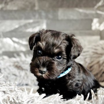 ミニチュアシュナウザー【埼玉県・男の子・2025年9月24日・ブラック&シルバー】の写真「ブラックパールの様な素敵な瞳✨まんまるキラキラ💕」