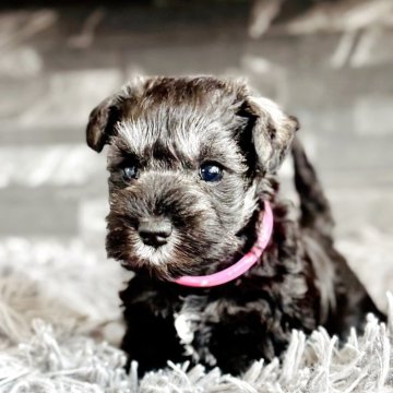 ミニチュアシュナウザー【埼玉県・女の子・2025年9月24日・ソルト&ペッパー】の写真「キラキラな瞳✨ちょっぴり小さめプリンセス🎀」