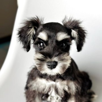 ミニチュアシュナウザー【埼玉県・男の子・2025年5月5日・ブラック&シルバー】の写真「目ヂカラ抜群✨超プレミアム✨両親優秀血統！」
