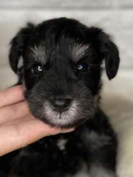 ミニチュアシュナウザー【埼玉県・男の子・2021年7月9日・ブラック&シルバー】の写真「丸顔の凛々しい男の子 パパチャンピオン」