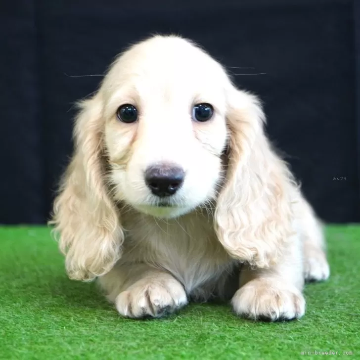 ミニチュアダックスフンド(ロング)【愛媛県・女の子・2025年8月31日・イエロー】の写真1