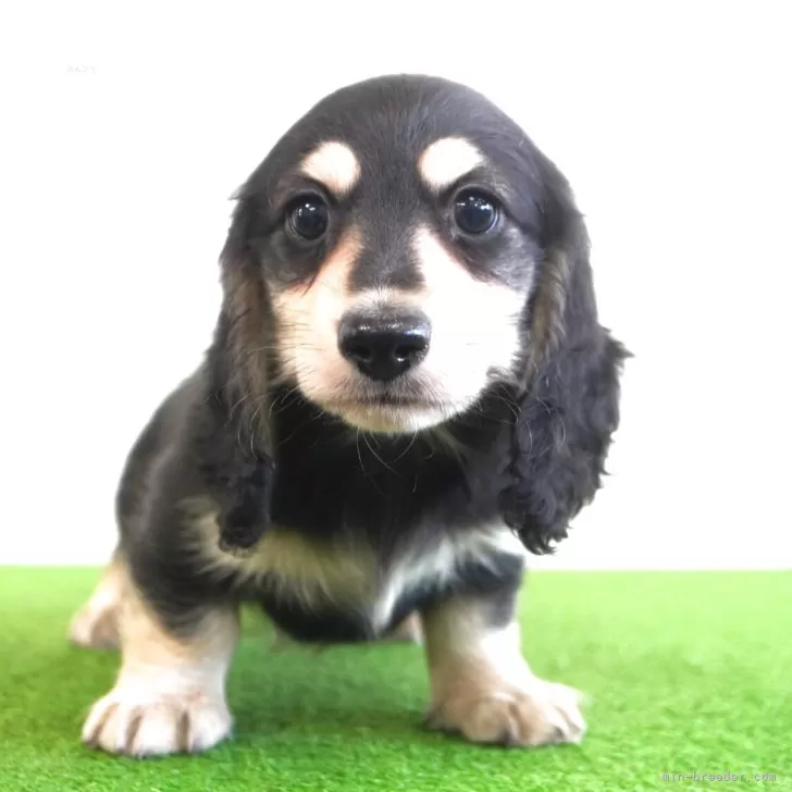 M.A 様のお迎えした子犬