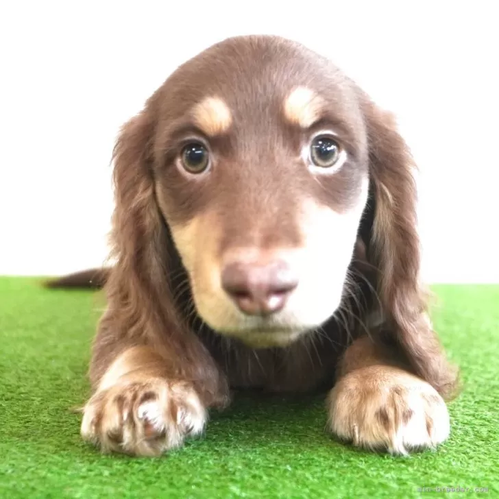 ID：2505-06934の子犬