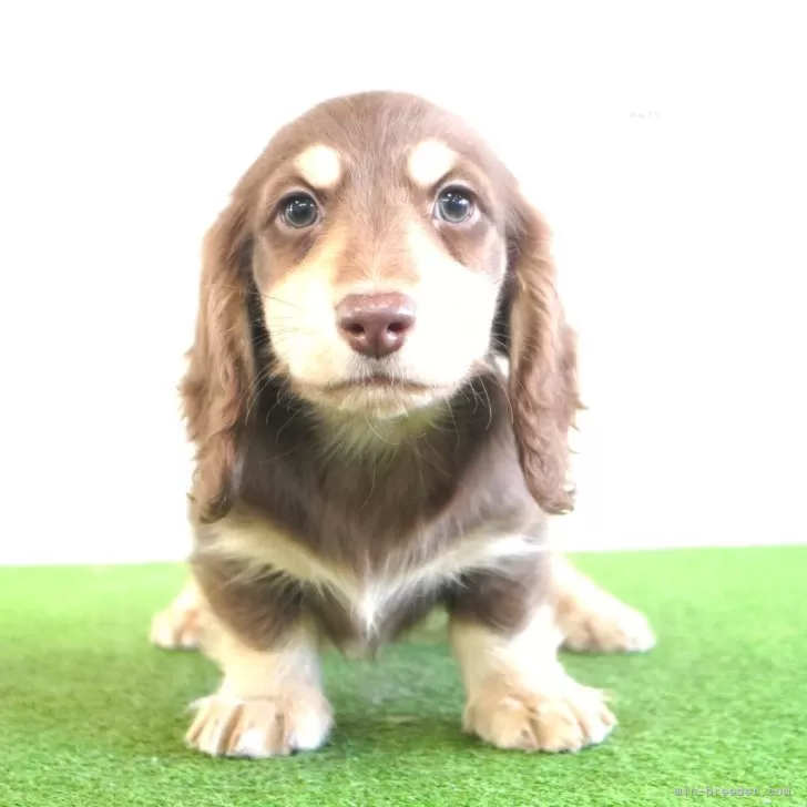 ID：2411-07176の子犬