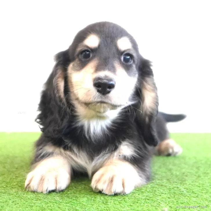 ID:2412-01221の子犬