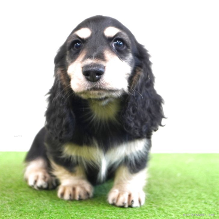 ブリーダー画像