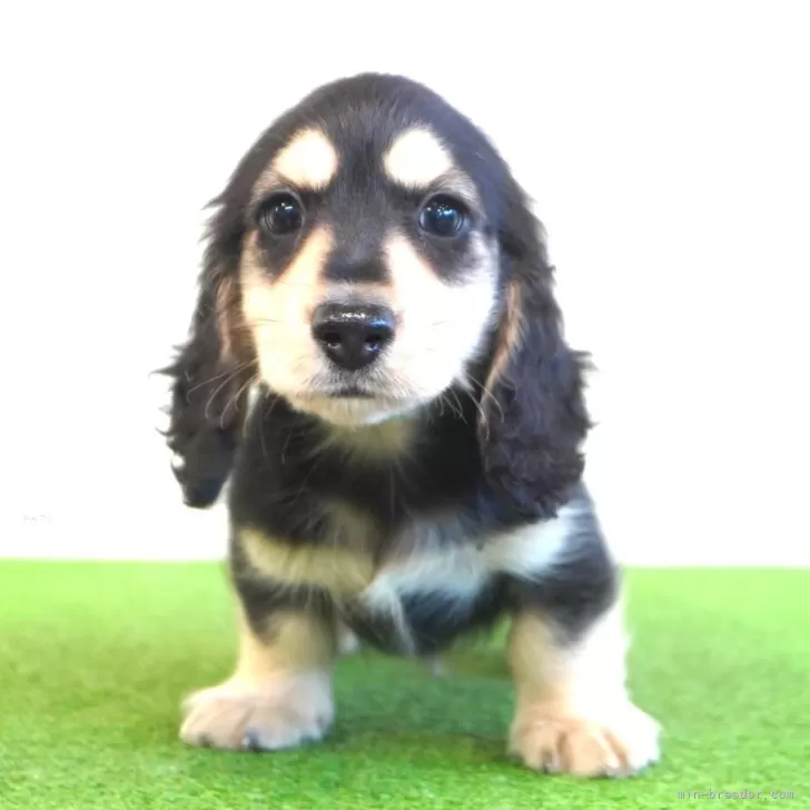 T.S 様のお迎えした子犬