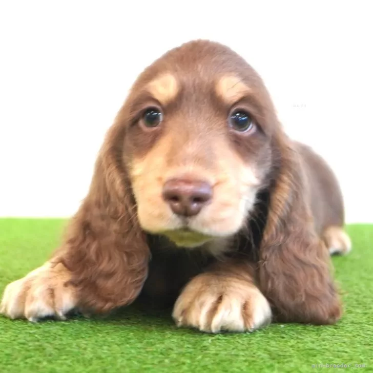 ID:2501-07648の子犬