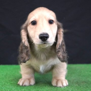 ミニチュアダックスフンド(ロング)【愛媛県・男の子・2025年9月5日・S.イエロー】の写真「可愛いお顔」