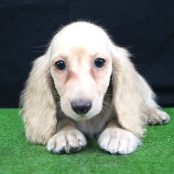 ミニチュアダックスフンド(ロング)【愛媛県・女の子・2025年9月12日・イエロー】の写真「元気いっぱい」