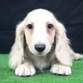 ミニチュアダックスフンド(ロング)【愛媛県・男の子・2025年9月12日・イエロー】の写真1