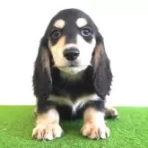 ミニチュアダックスフンド(ロング)【愛媛県・男の子・2025年5月13日・ブラック&イエロー】の写真1