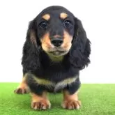 ミニチュアダックスフンド(ロング)【愛媛県・女の子・2025年9月5日・ブラック&タン】の写真1