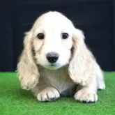 ミニチュアダックスフンド(ロング)【愛媛県・女の子・2025年8月31日・イエロー】の写真1