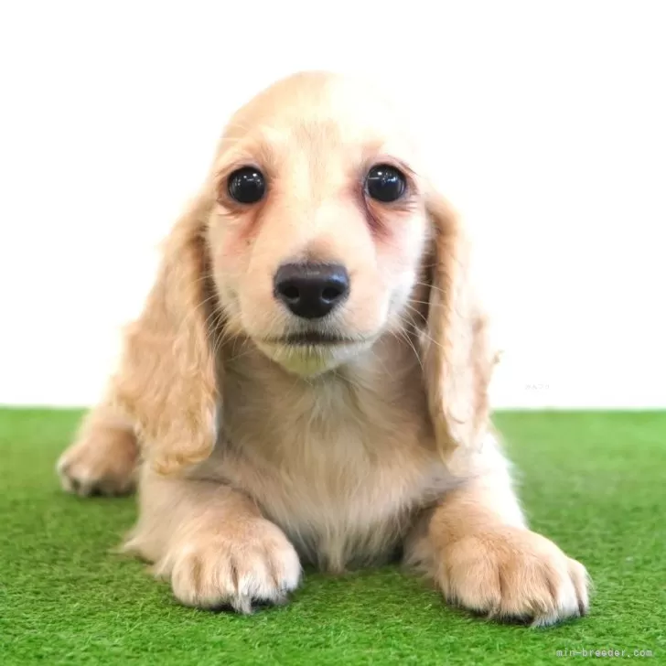 ID：2405-05029の子犬