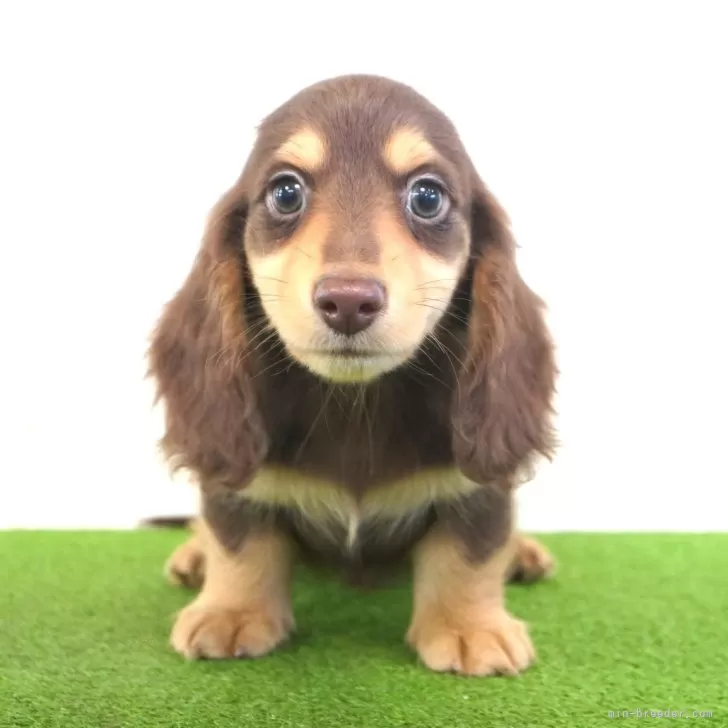 T.Ｉ 様のお迎えした子犬