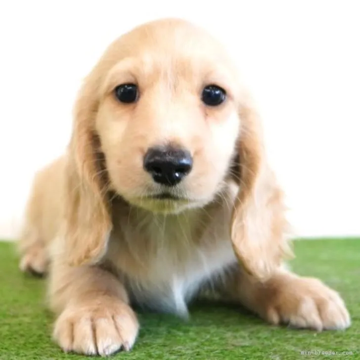 ID：2210-03898の子犬