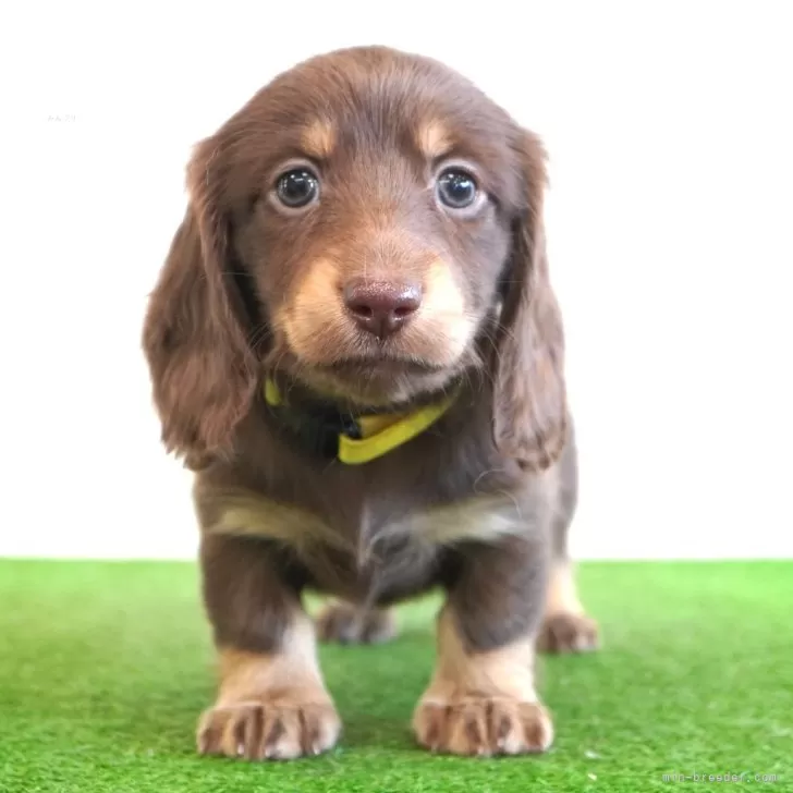 ID：2404-04219の子犬