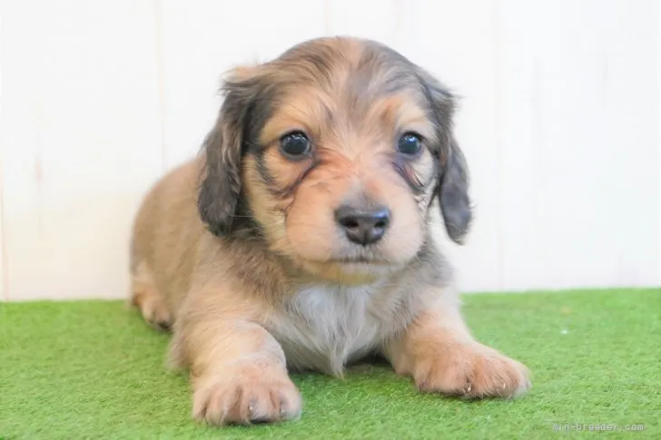 ID:2203-01985の子犬