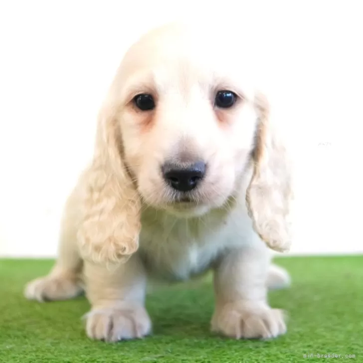 まぁ。 様のお迎えした子犬