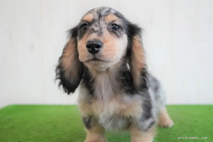 ID：2108-03549の子犬