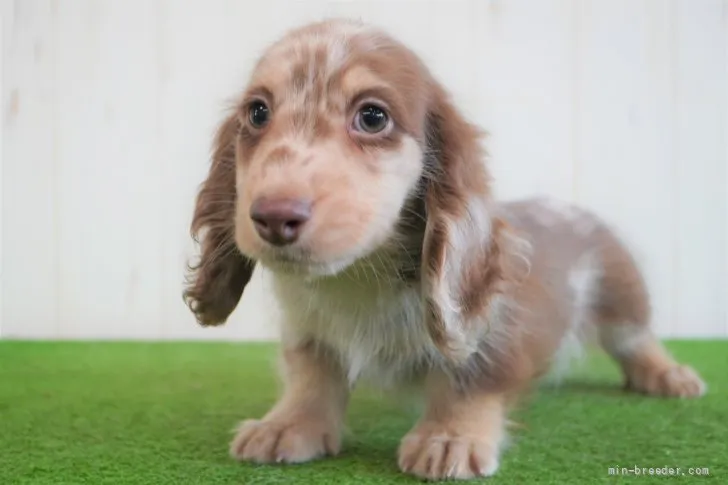 ID：2108-03552の子犬