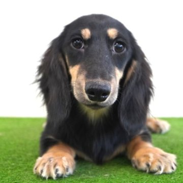 ミニチュアダックスフンド(ロング)【愛媛県・女の子・2023年6月6日・ブラック&イエロー】の写真「可愛いお顔の女の子」