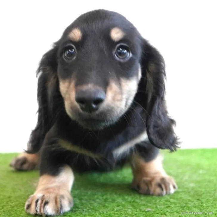 ID:2207-04036の子犬