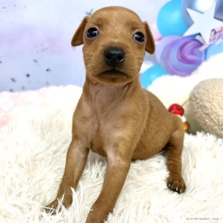 ID：2509-02002の子犬