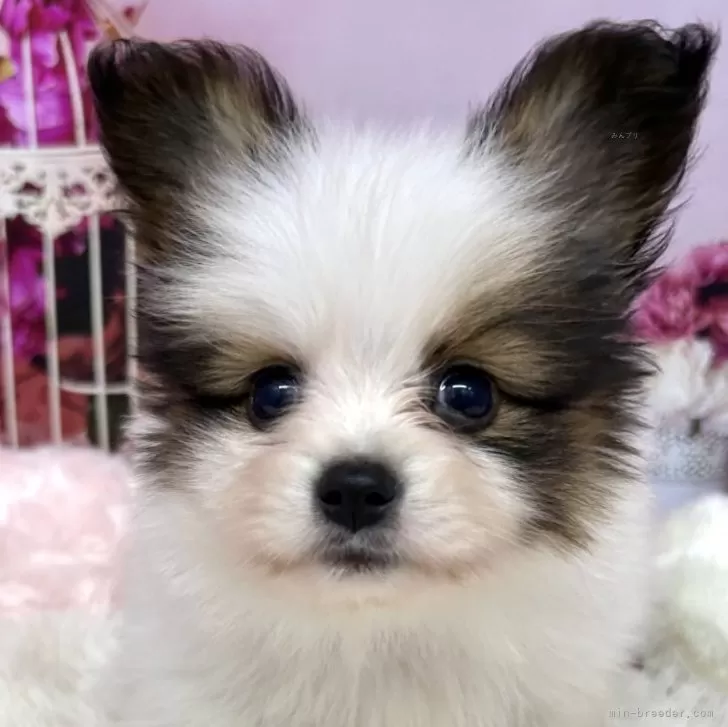 ID：2506-05385の子犬