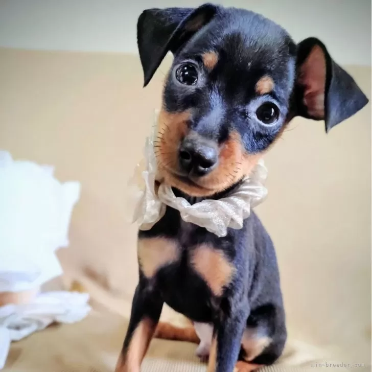 ID：2510-05284の子犬