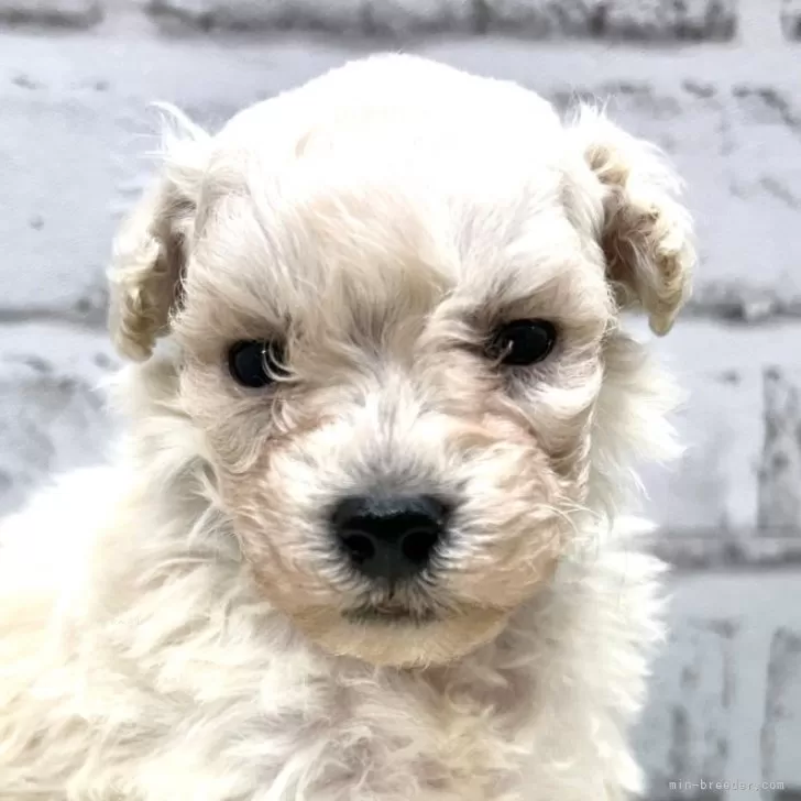 ID：2505-00132の子犬