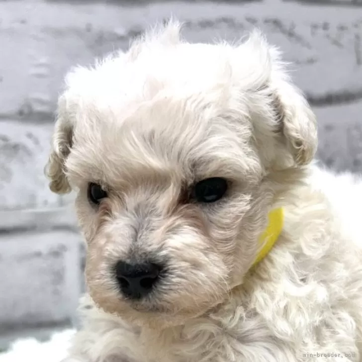 ID：2505-00136の子犬