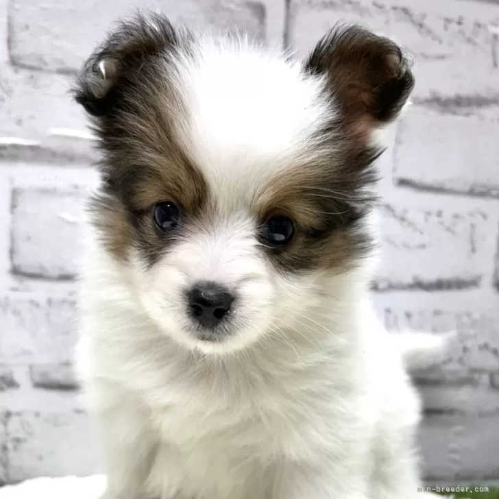 ID：2412-07048の子犬