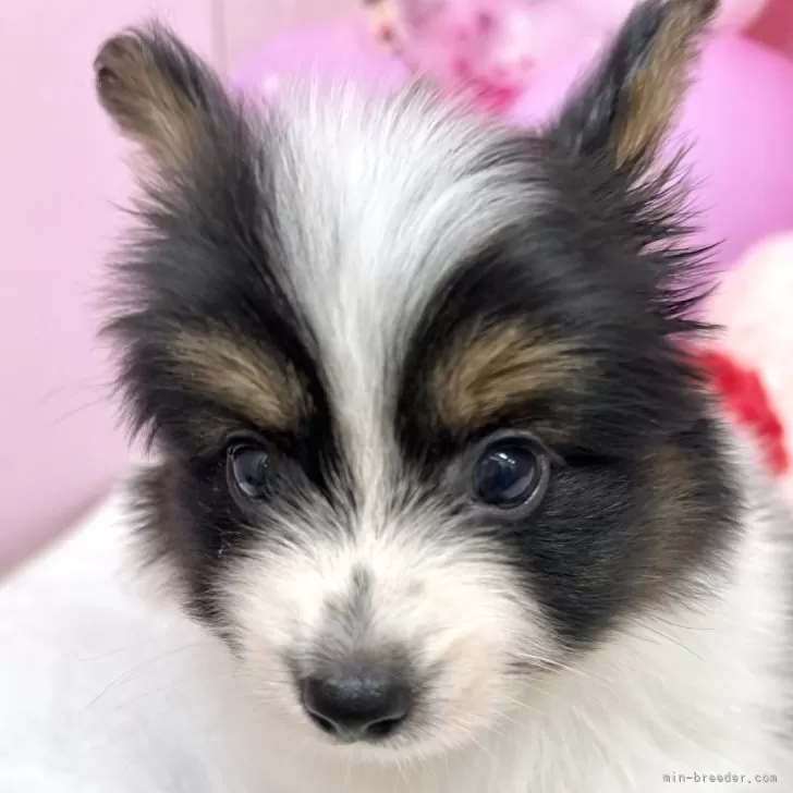 ID：2506-05388の子犬